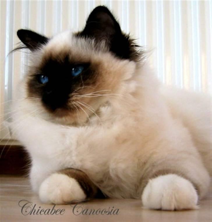 Hellig Birma Chicabee´s Canoosia C´Mon - Canoosia 8 mrd. og 3 uger gammel billede 10
