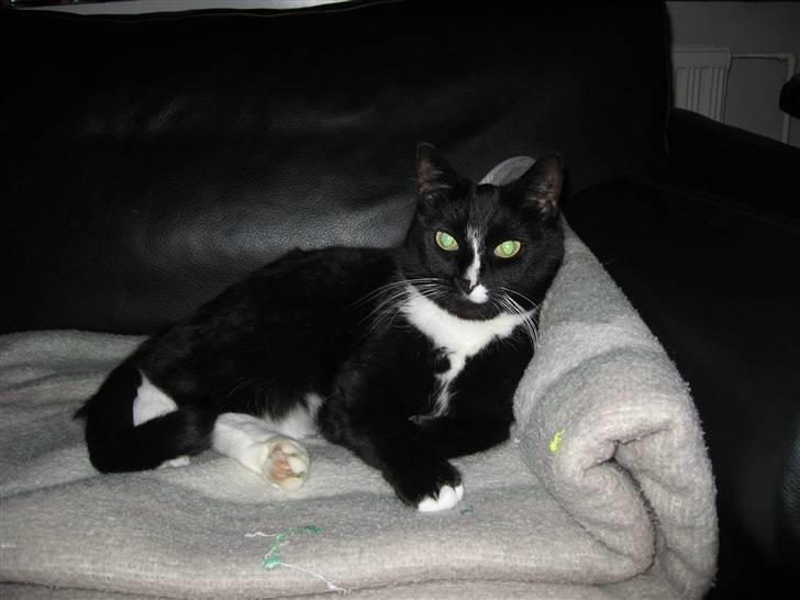 Blanding af racer Cille <3 R.I.P :´( - Billed tager nytårs aften. billede 1