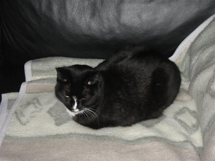 Blanding af racer Cille <3 R.I.P :´( billede 2