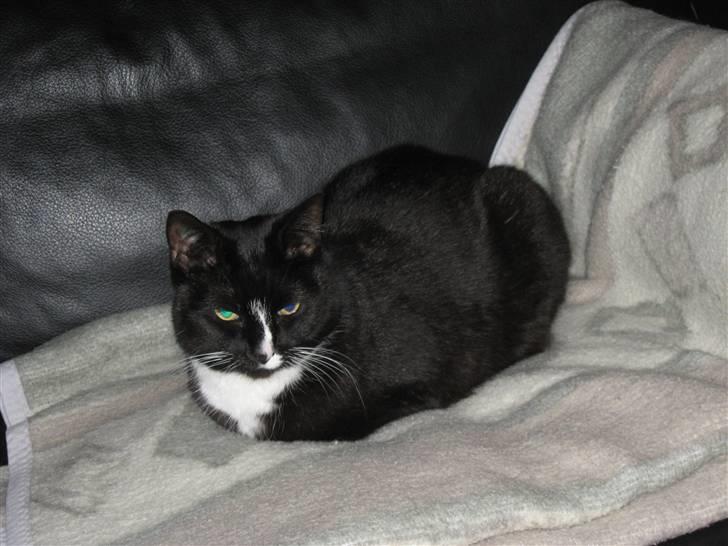 Blanding af racer Cille <3 R.I.P :´( billede 3