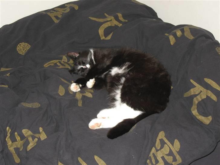 Blanding af racer Cille <3 R.I.P :´( billede 4