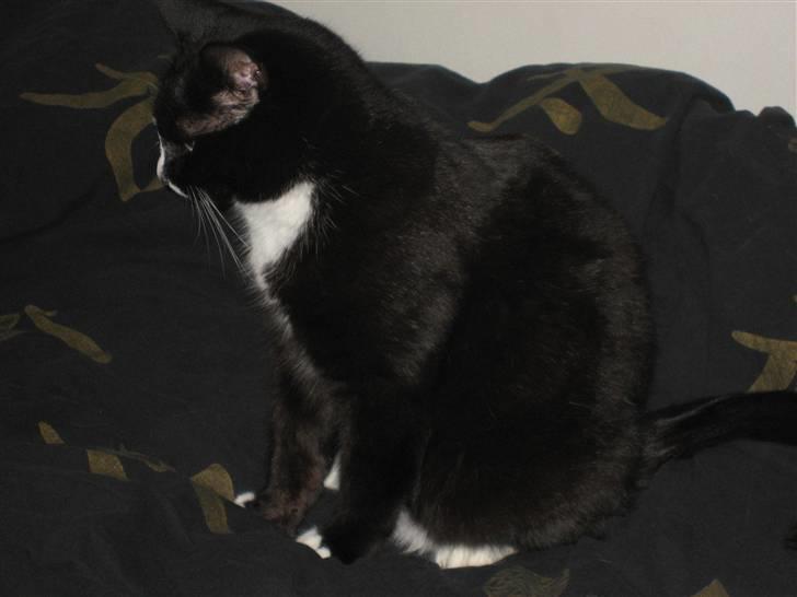 Blanding af racer Cille <3 R.I.P :´( billede 5