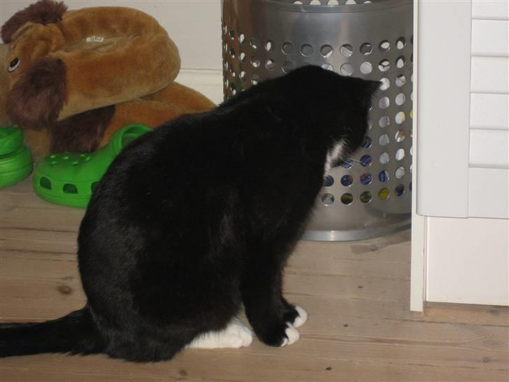 Blanding af racer Cille <3 R.I.P :´( billede 6