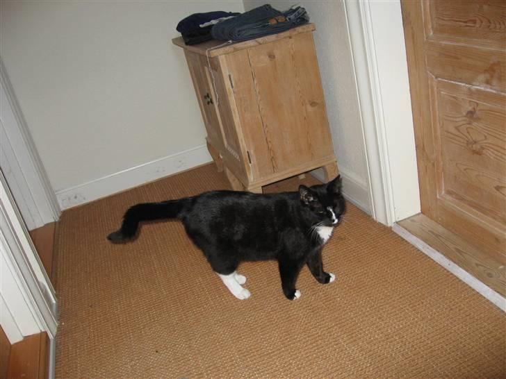 Blanding af racer Cille <3 R.I.P :´( billede 7