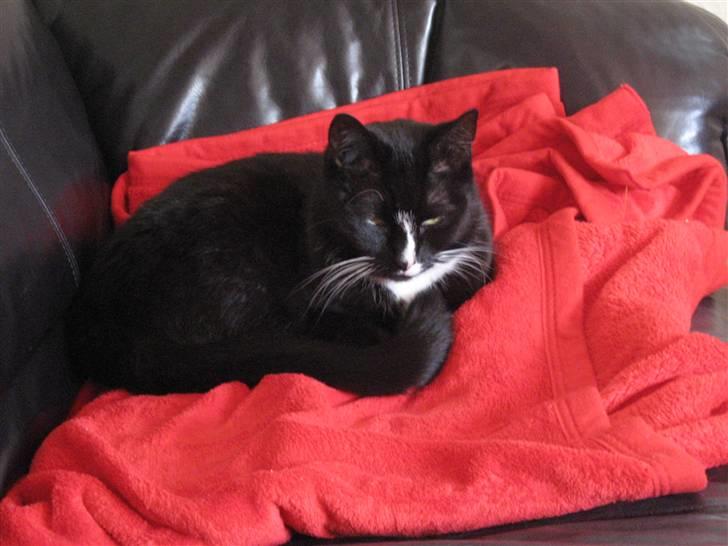 Blanding af racer Cille <3 R.I.P :´( billede 9