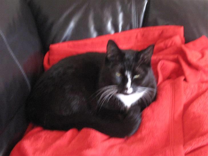 Blanding af racer Cille <3 R.I.P :´( billede 10