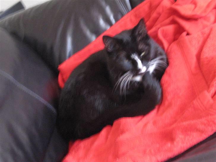 Blanding af racer Cille <3 R.I.P :´( billede 11