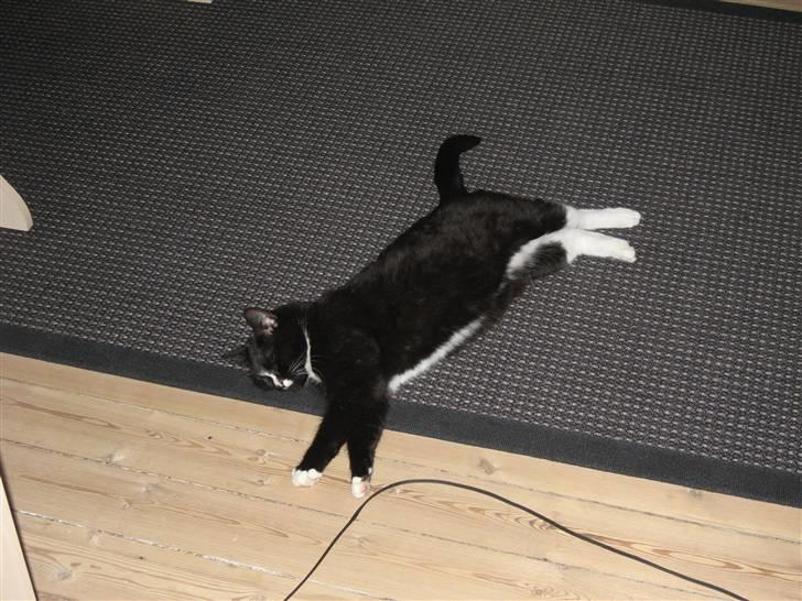 Blanding af racer Cille <3 R.I.P :´( billede 12