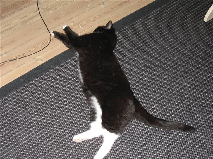 Blanding af racer Cille <3 R.I.P :´( billede 13