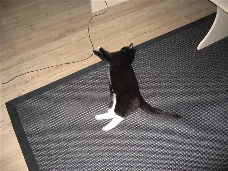 Blanding af racer Cille <3 R.I.P :´( billede 14