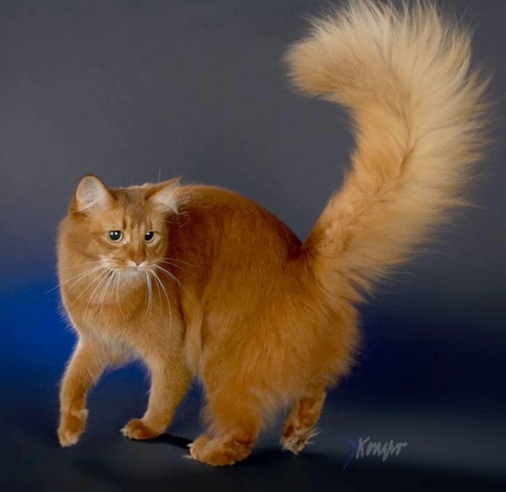 Somali Dushara Simba Sam billede 1