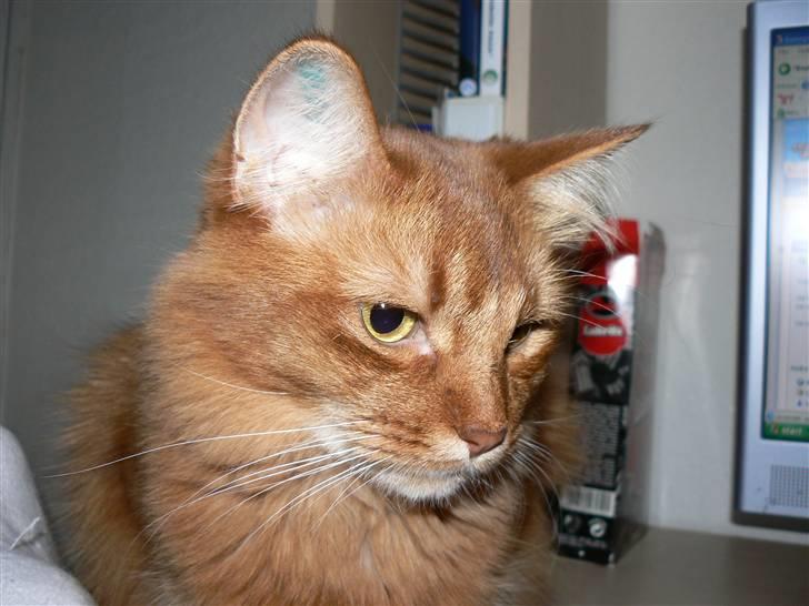 Somali Dushara Simba Sam billede 2