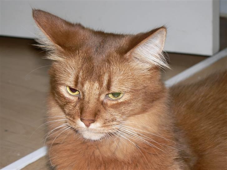 Somali Dushara Simba Sam billede 3