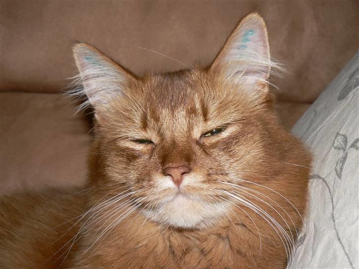 Somali Dushara Simba Sam billede 4