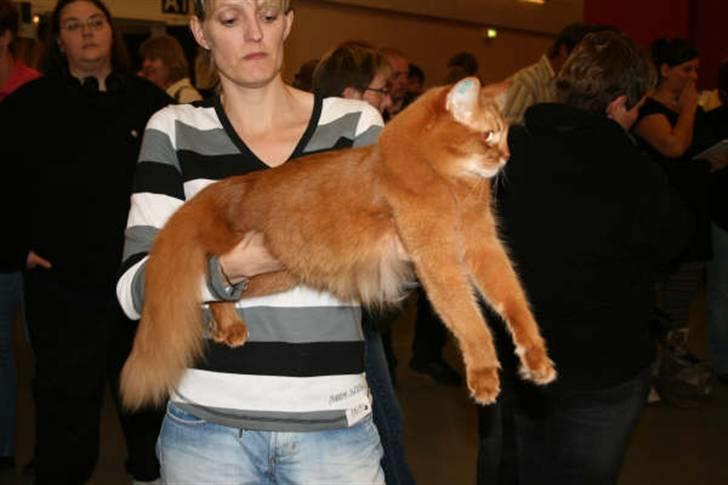 Somali Dushara Simba Sam billede 5