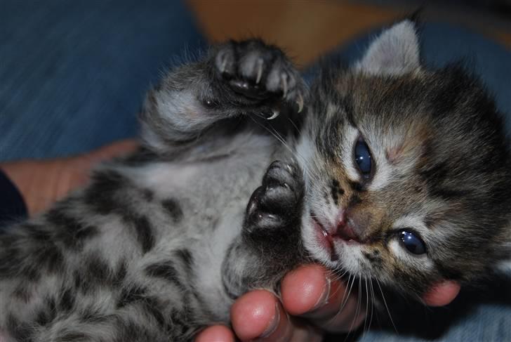 Huskat Missy  - Samie billede 12