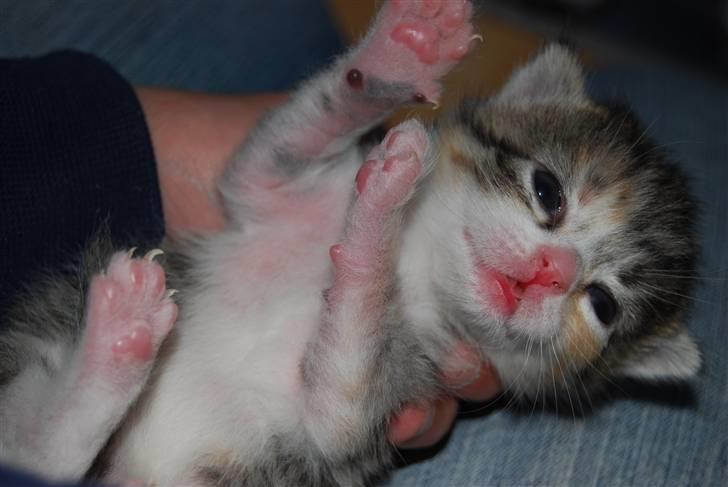 Huskat Missy  - Her har vi en lille dame mis som vi kalder Lilly(udtejles Lilli) billede 13