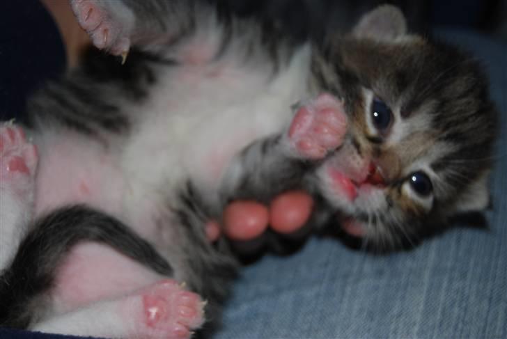 Huskat Missy  - Coda billede 14