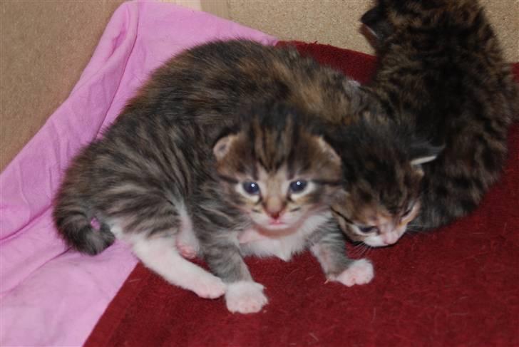 Huskat Missy  - Coda til venstre, Lilly i midden og samie til højre, dog kun røven man kan se af hende billede 15