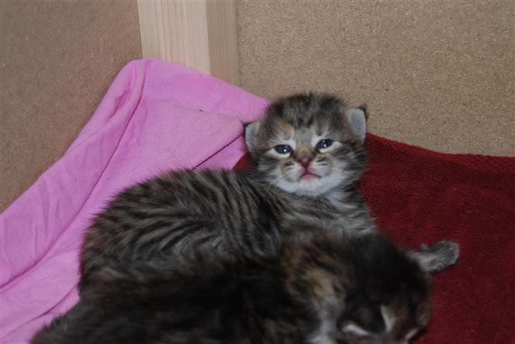 Huskat Missy  - Her har vi en lille dame mis som vi kalder Samie billede 16