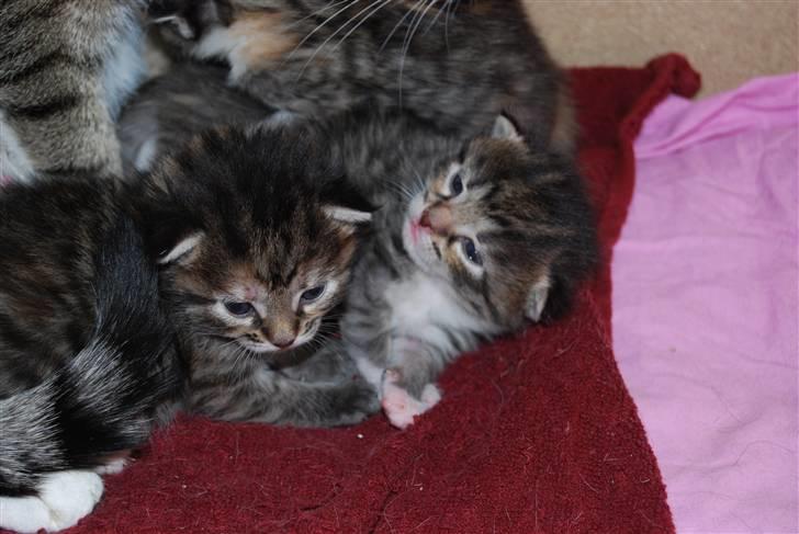 Huskat Missy  - Samie til venstre og Coda til højre billede 17