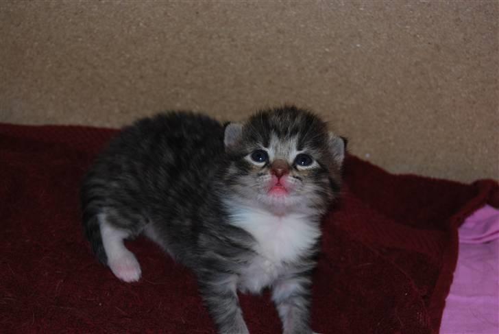 Huskat Missy  - Her har vi den lille han mis som vi kalder Coda billede 18