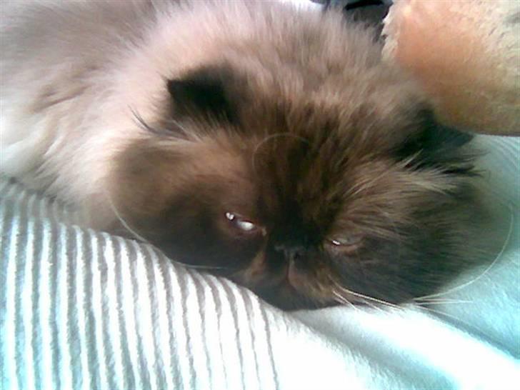 Colorpoint Gismo billede 4
