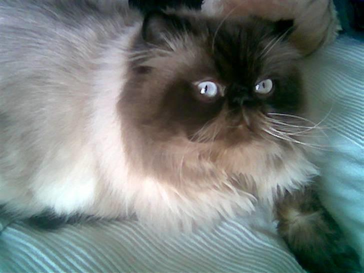 Colorpoint Gismo billede 6