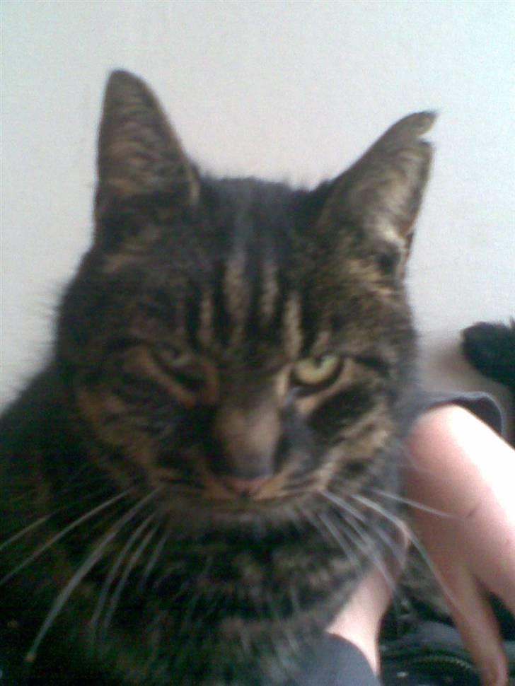 Huskat Kalle billede 1