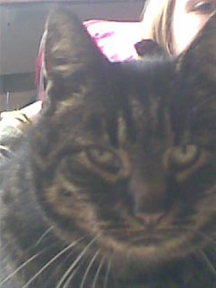 Huskat Kalle billede 2