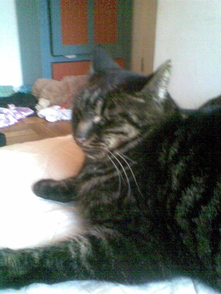 Huskat Kalle billede 4