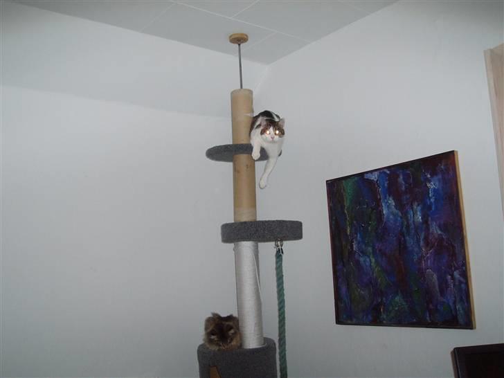 Huskat Fie (forsvundet) billede 7