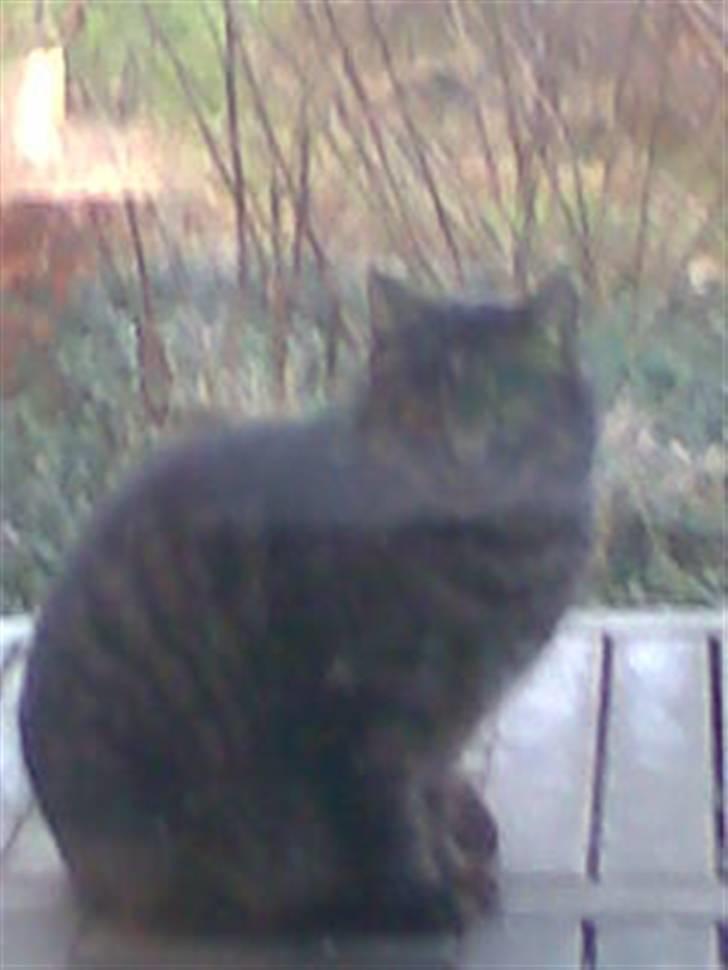 Huskat Kalle billede 5