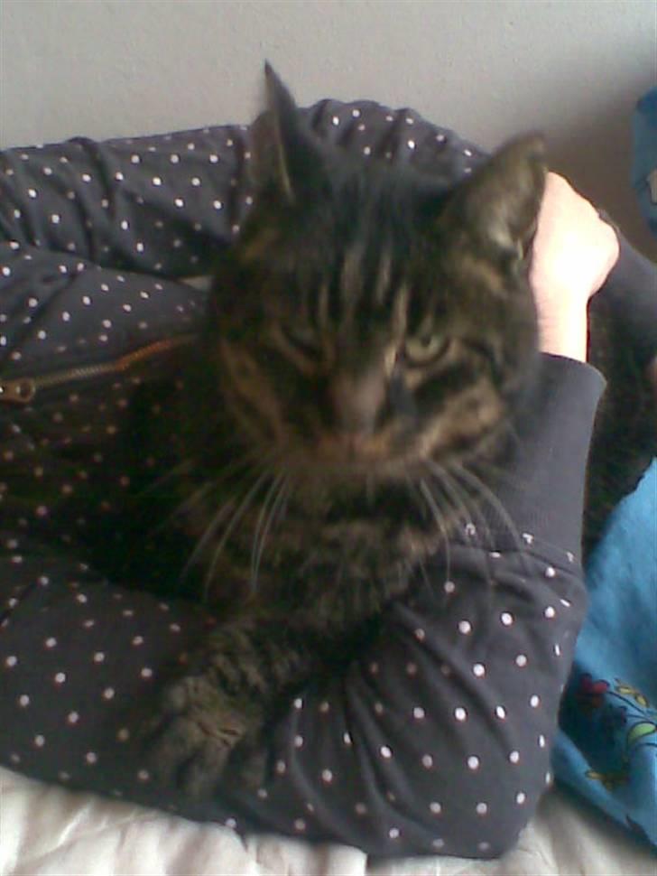 Huskat Kalle billede 6