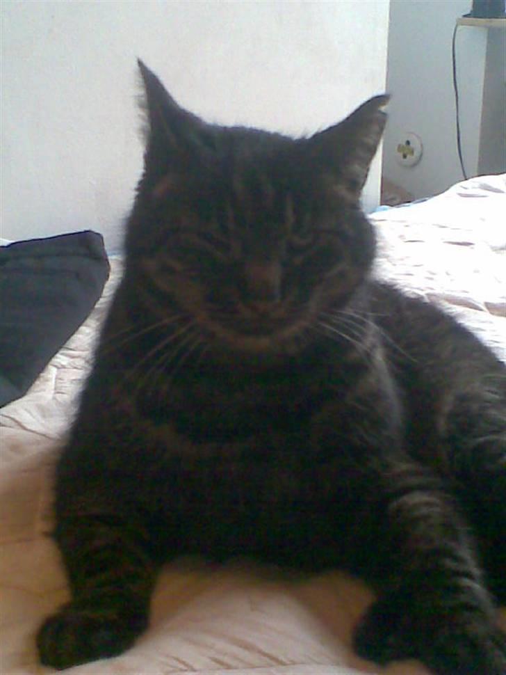 Huskat Kalle billede 7