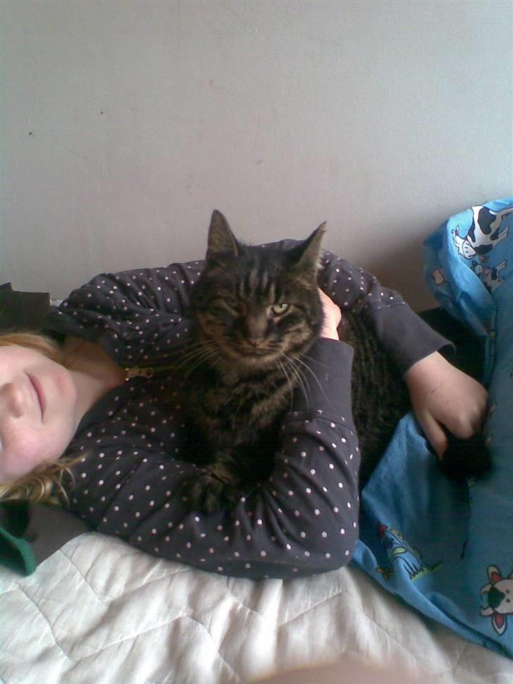 Huskat Kalle billede 8