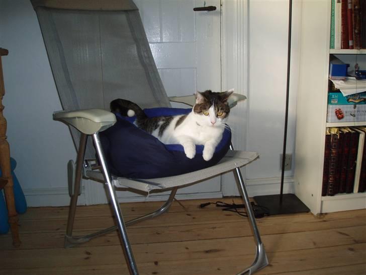 Huskat Fie (forsvundet) billede 8