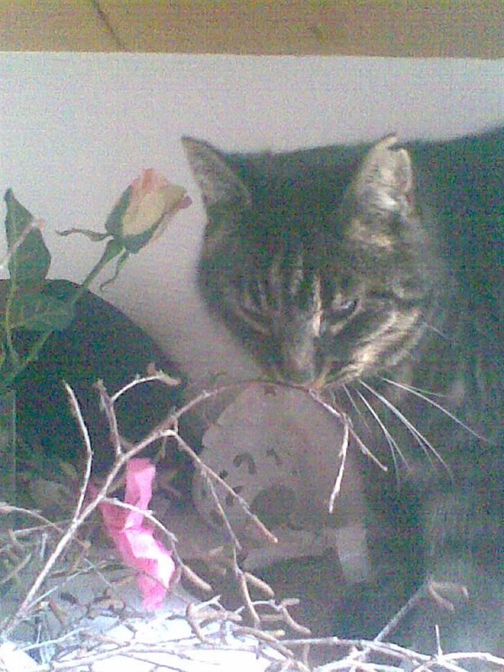 Huskat Kalle - Mmmmm... Jeg elsker fastalavnsris. De smager så godt:) billede 9