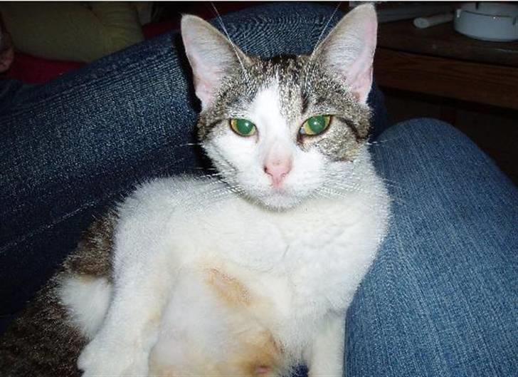 Huskat Fie (forsvundet) billede 9