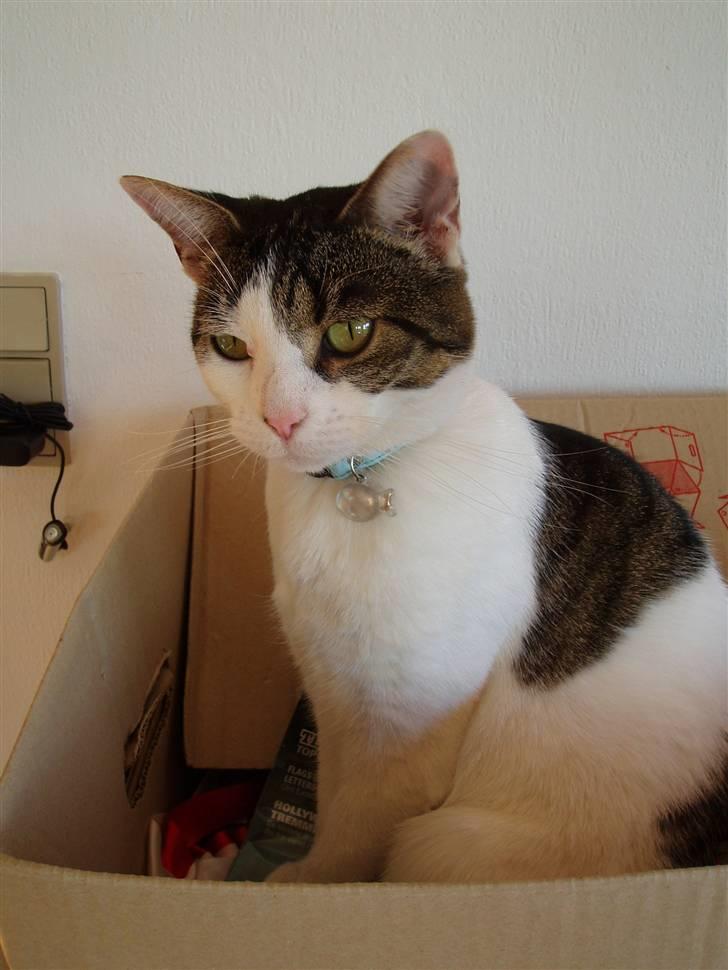 Huskat Fie (forsvundet) billede 10