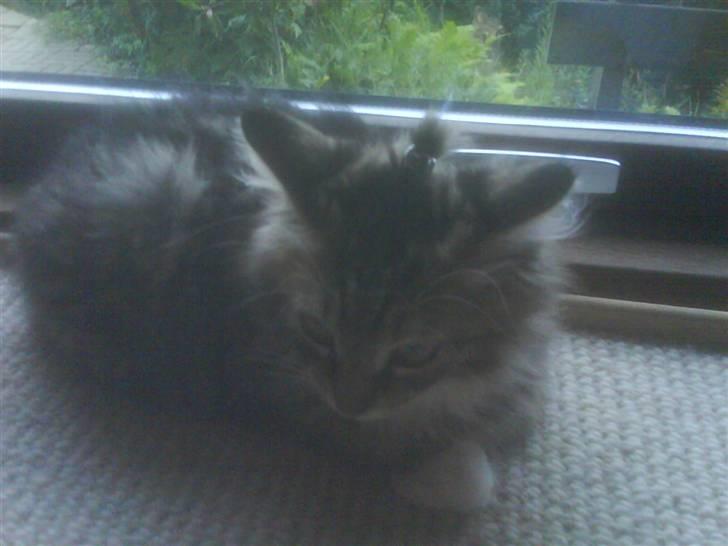 Maine Coon Carla billede 2