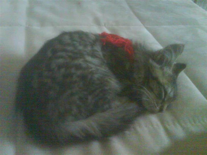 Maine Coon Carla billede 4