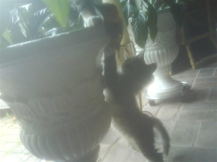 Maine Coon Carla billede 5