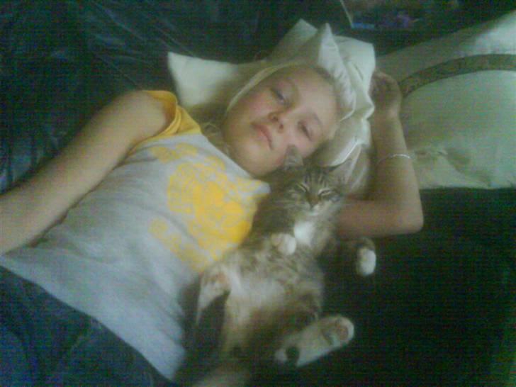 Maine Coon Carla billede 6