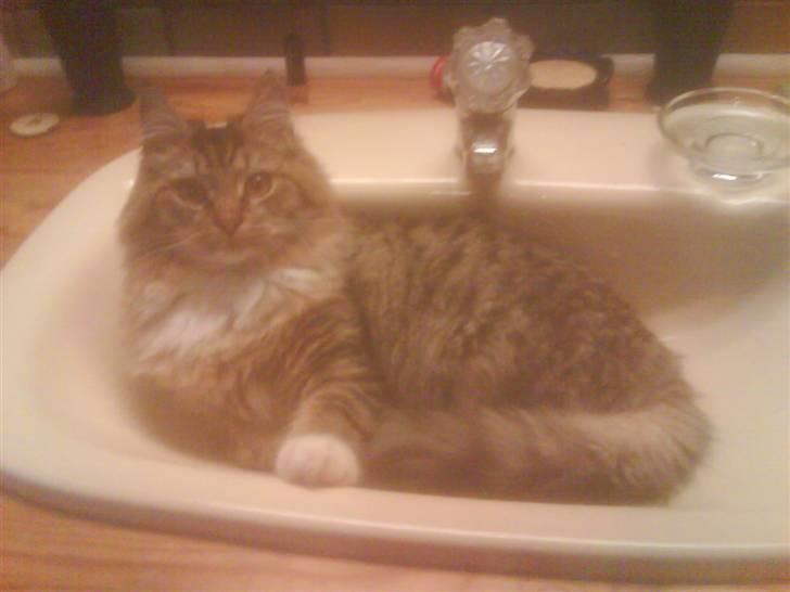 Maine Coon Carla billede 7