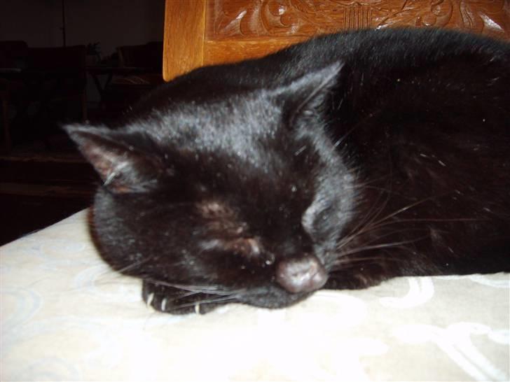 Huskat <3Katten<3  død;´( - zzzz. billede 2