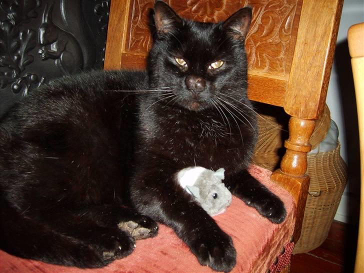 Huskat <3Katten<3  død;´( billede 3