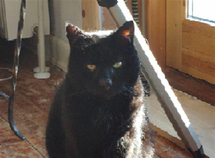 Huskat <3Katten<3  død;´( billede 4