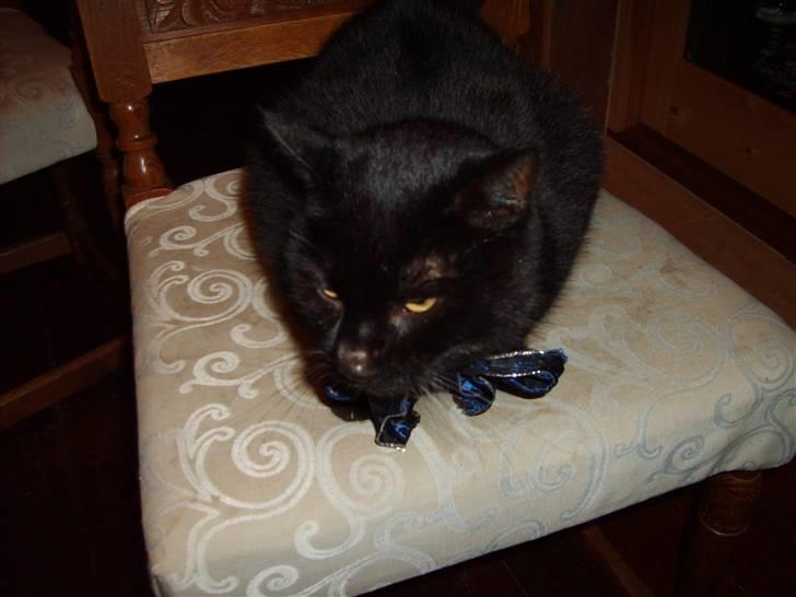 Huskat <3Katten<3  død;´( billede 5