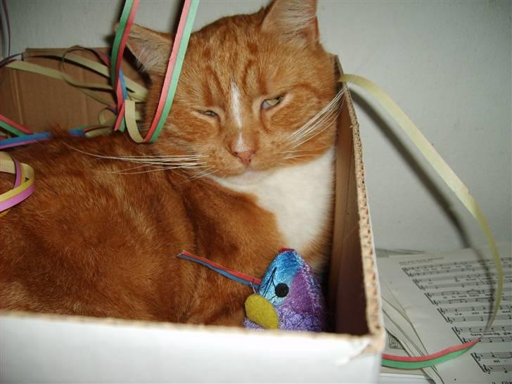 Huskat Miton<3 billede 2